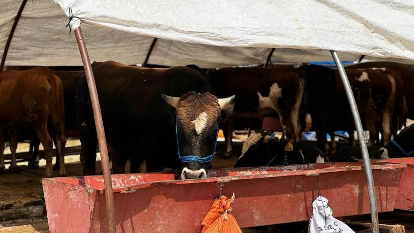 Kurban pazarında hareketlilik arttı! 1 ton 50 kiloluk ‘Baron' isimli dananın fiyatı dudak uçuklattı