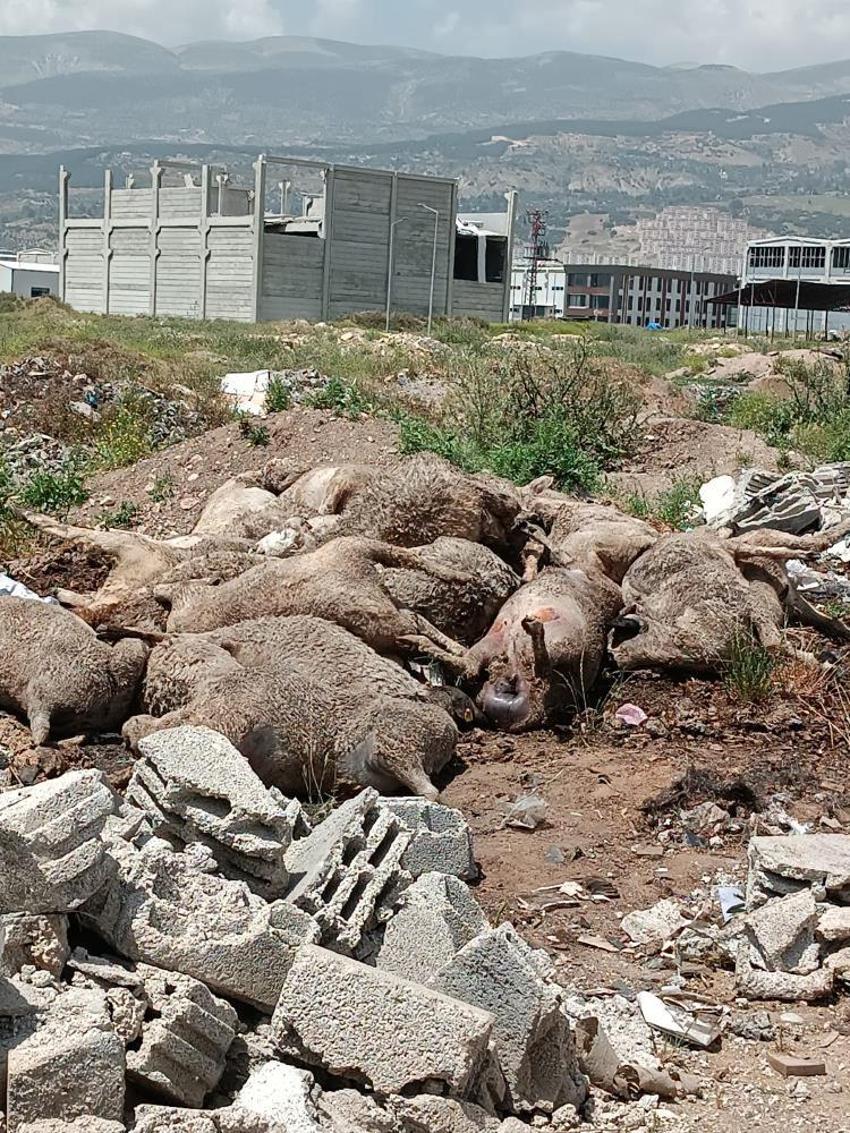 Başıboş köpek sürüleri dehşet saçtı, onlarca hayvan telef oldu