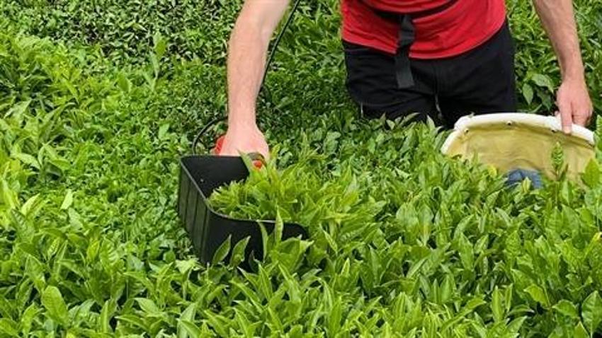 Çay üreticilerinden işçi sorununa şarjlı makaslı çözüm: Eski yöntemi rafa kaldırdı
