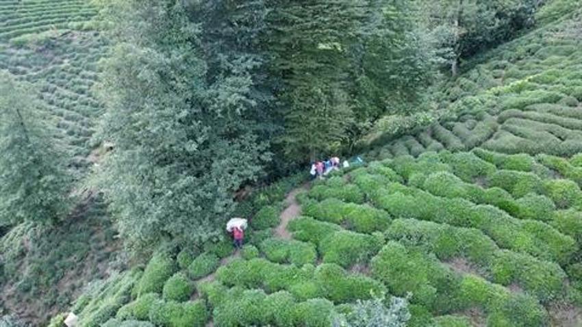 Çay üreticilerinden işçi sorununa şarjlı makaslı çözüm: Eski yöntemi rafa kaldırdı