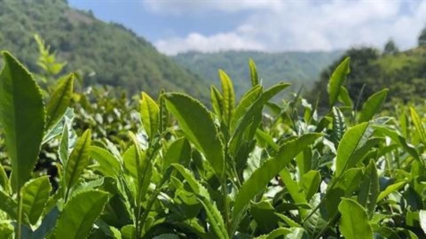 Çay üreticilerinden işçi sorununa şarjlı makaslı çözüm: Eski yöntemi rafa kaldırdı