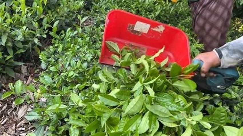 Çay üreticilerinden işçi sorununa şarjlı makaslı çözüm: Eski yöntemi rafa kaldırdı