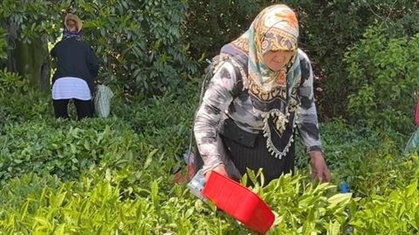 Çay üreticilerinden işçi sorununa şarjlı makaslı çözüm: Eski yöntemi rafa kaldırdı