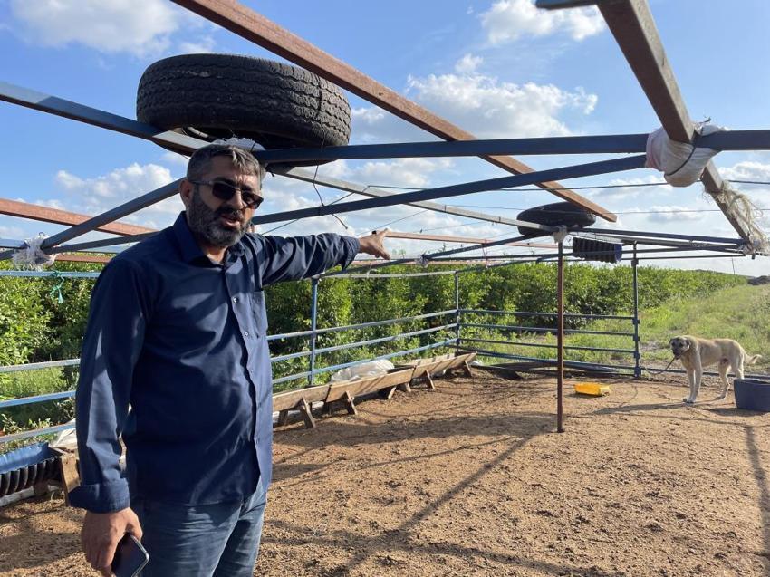 5 Kangal köpeği uyutarak, 45 kurbanlık koyununu çaldılar