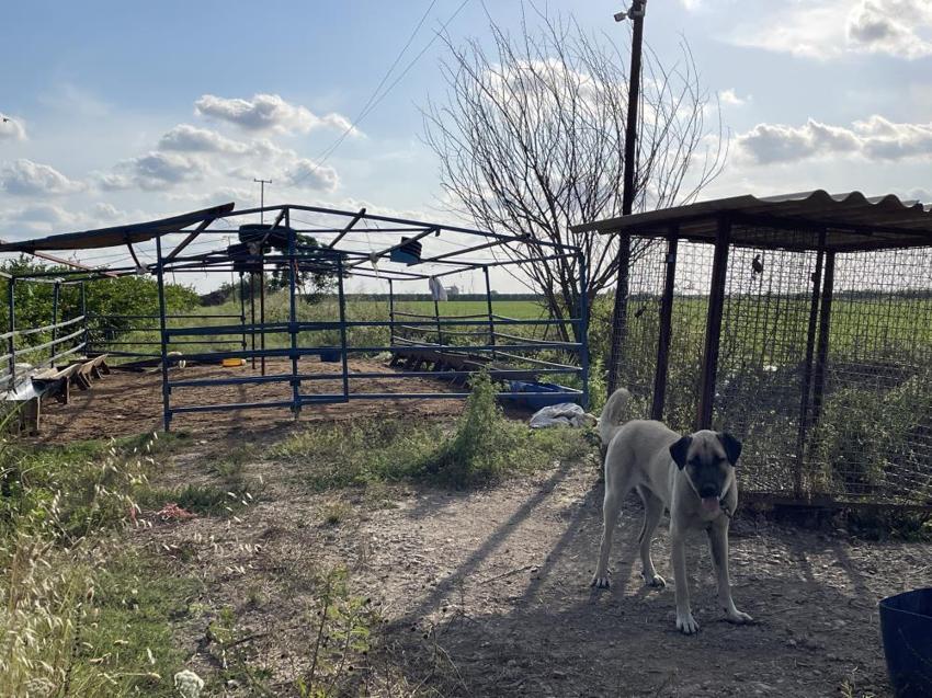 5 Kangal köpeği uyutarak, 45 kurbanlık koyununu çaldılar