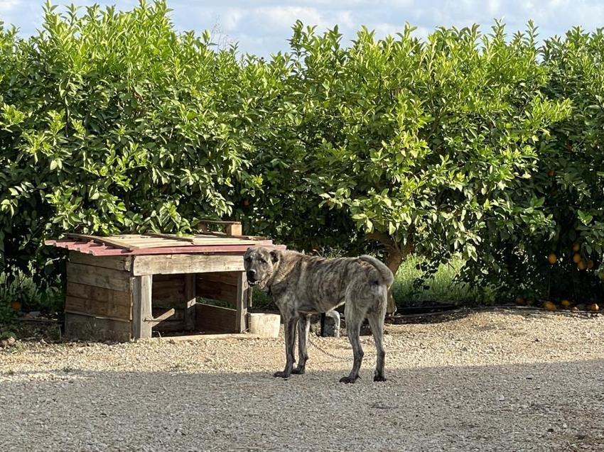 5 Kangal köpeği uyutarak, 45 kurbanlık koyununu çaldılar