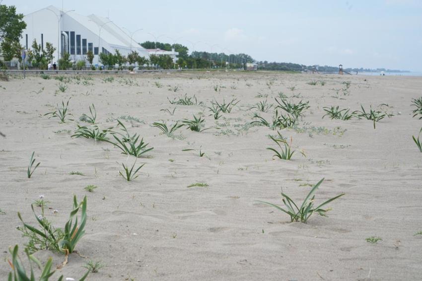 Bu çiçeği koparmanın bedeli 387 bin TL! Nesli tükenme tehlikesi altında olan kum zambakları Samsun sahillerinde açtı