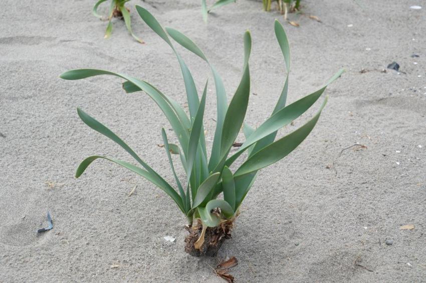 Bu çiçeği koparmanın bedeli 387 bin TL! Nesli tükenme tehlikesi altında olan kum zambakları Samsun sahillerinde açtı