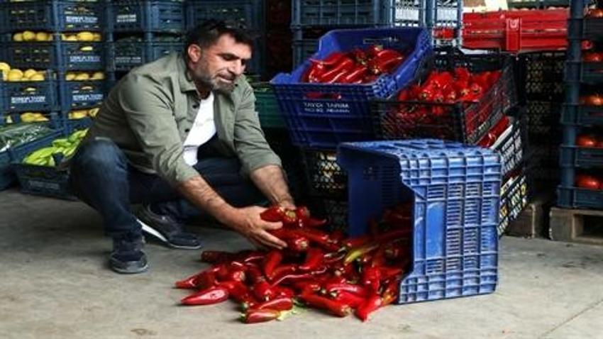 Tarlada kilosu 15, halde 20 lira olan kapya biber, markette 80 lira