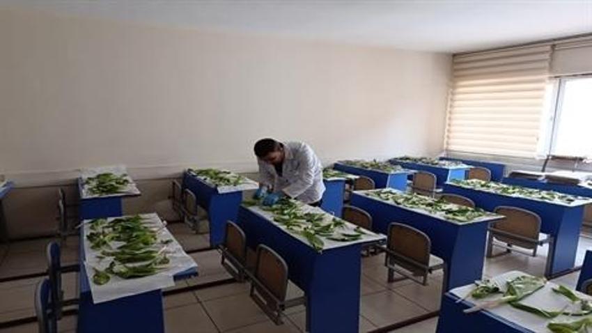 Hakkari soğanlarını İran'a kaçırmak isteyen 3 kişiye 1 milyon 161 bin TL ceza