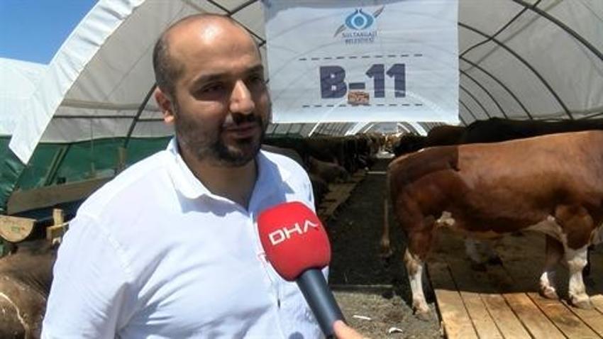 İstanbul'da kurban bayramı heyecanı! Kurbanlıklar pazarlarda yerini aldı