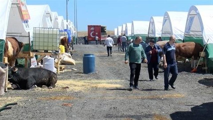 İstanbul'da kurban bayramı heyecanı! Kurbanlıklar pazarlarda yerini aldı