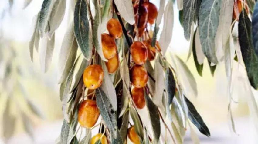 Kuru hali çok seviliyor ama kaynatıp içince karaciğeri tertemiz yapıyor!