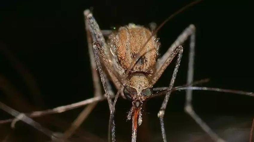 Sivrisinekler uyandı: Isırığıyla uğraşmak istemeyen bu tüyoyla kurtuluyor! Doğal sivrisinek kovar karışımı kulaktan kulağa yayıldı