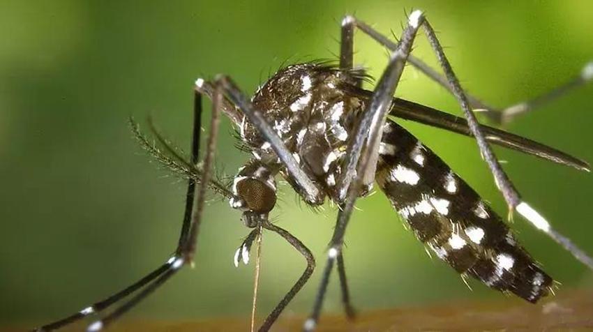 Sivrisinekler uyandı: Isırığıyla uğraşmak istemeyen bu tüyoyla kurtuluyor! Doğal sivrisinek kovar karışımı kulaktan kulağa yayıldı