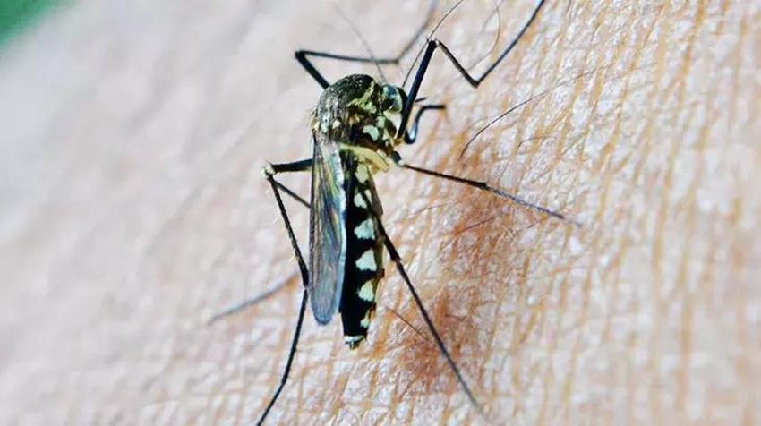 Sivrisinekler uyandı: Isırığıyla uğraşmak istemeyen bu tüyoyla kurtuluyor! Doğal sivrisinek kovar karışımı kulaktan kulağa yayıldı