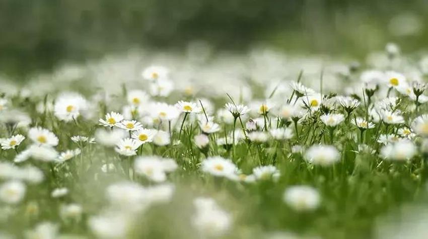 Sivrisinekler uyandı: Isırığıyla uğraşmak istemeyen bu tüyoyla kurtuluyor! Doğal sivrisinek kovar karışımı kulaktan kulağa yayıldı