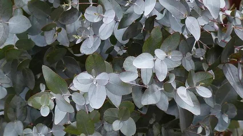 Sivrisinekler uyandı: Isırığıyla uğraşmak istemeyen bu tüyoyla kurtuluyor! Doğal sivrisinek kovar karışımı kulaktan kulağa yayıldı