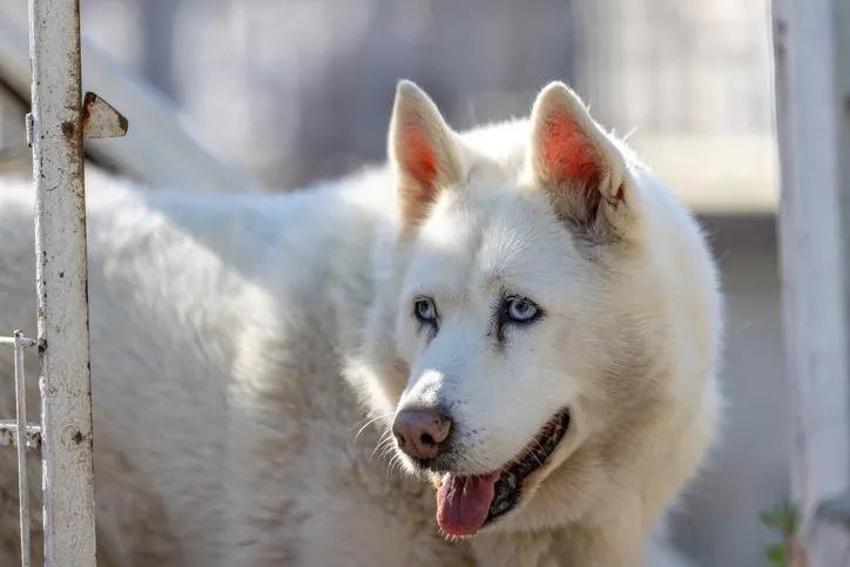 Saldırgan köpek 6 haftalık bebeklerini parçaladı!  Barınakta da rahat durmadı: Dehşet verici anlarda kıpırdamadı bile: "O ana kadar hiç saldırganlığı olmamıştı"