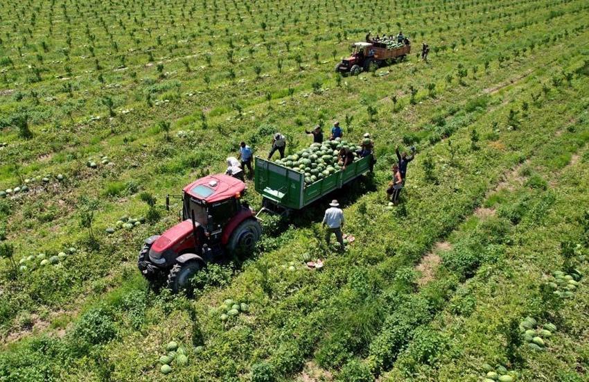 Adana’da karpuz fiyatları 7 liraya düştü! "Havalar ısınınca tüketim bollaşacak"