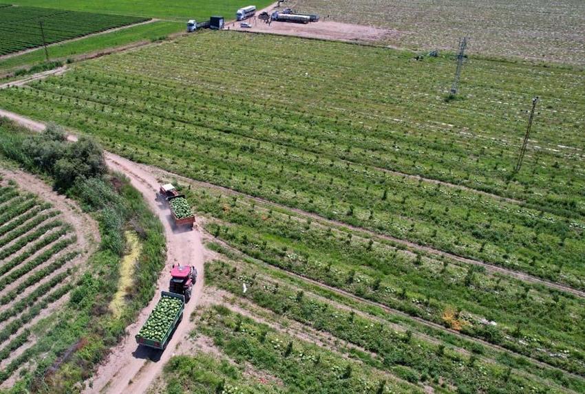 Adana’da karpuz fiyatları 7 liraya düştü! "Havalar ısınınca tüketim bollaşacak"