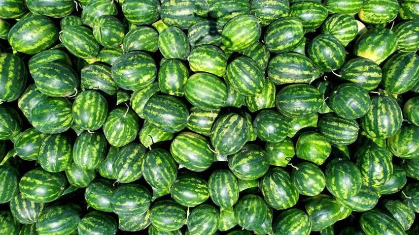 Adana’da karpuz fiyatları 7 liraya düştü! "Havalar ısınınca tüketim bollaşacak"