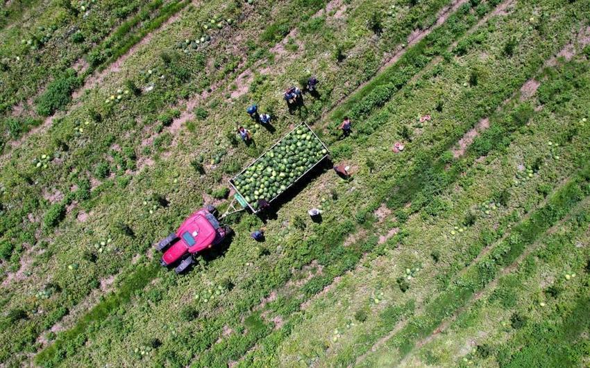 Adana’da karpuz fiyatları 7 liraya düştü! "Havalar ısınınca tüketim bollaşacak"
