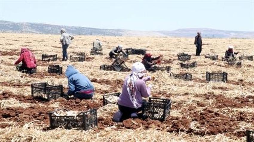 Gaziantep'te, 8 bin tarım işçisiyle sarımsak hasadı başladı