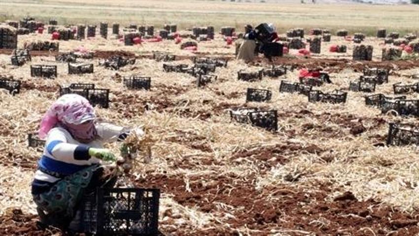 Gaziantep'te, 8 bin tarım işçisiyle sarımsak hasadı başladı