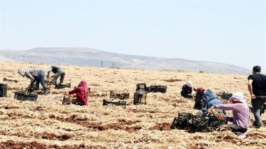 Gaziantep'te, 8 bin tarım işçisiyle sarımsak hasadı başladı