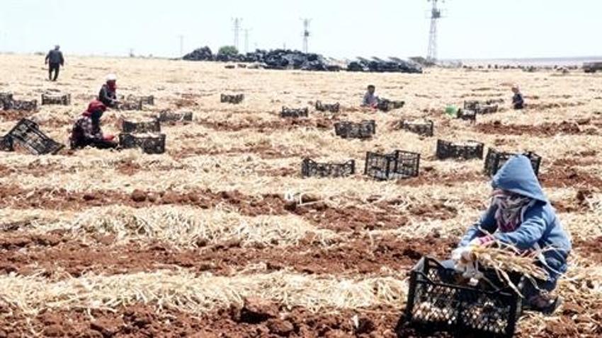 Gaziantep'te, 8 bin tarım işçisiyle sarımsak hasadı başladı