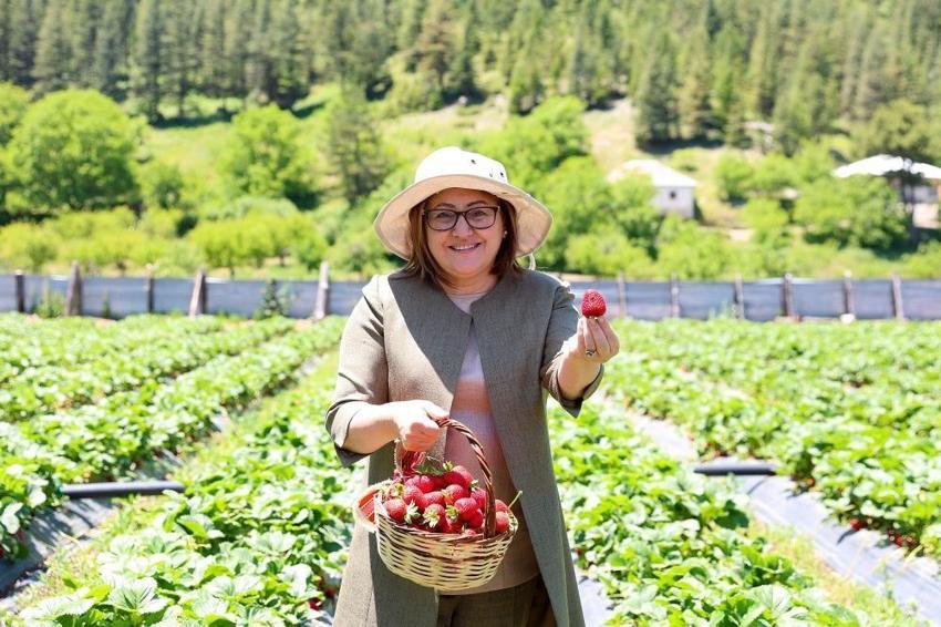 Fatma Şahin, Huzurlu Yaylası’nda çilek hasadına katıldı! "Yeni hedef ihracat"