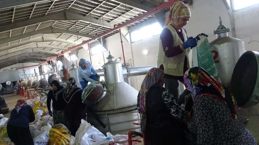 Bir litresi 400 bin lira ediyor! Fransa İngiltere, Amerika Hindistan ve Japonya'ya ihraç ediliyor