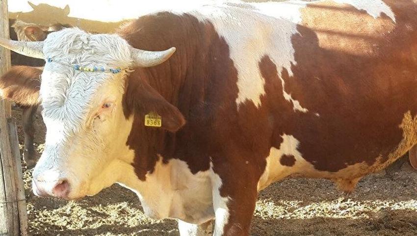 Kurban kesme şartları: Ailede kurbanı kim keser? Kurban bayramında karı koca kurban kesebilir mi?
