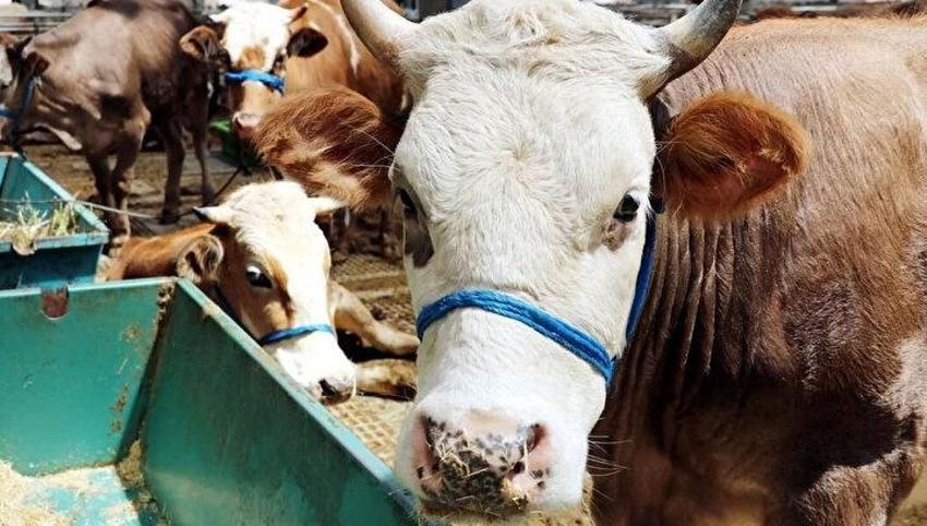 Kurban kesme şartları: Ailede kurbanı kim keser? Kurban bayramında karı koca kurban kesebilir mi?