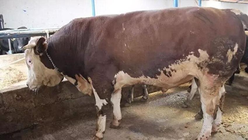 Kurban kesme şartları: Ailede kurbanı kim keser? Kurban bayramında karı koca kurban kesebilir mi?