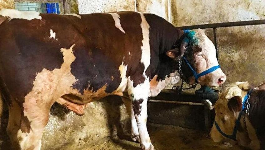 Kurban kesme şartları: Ailede kurbanı kim keser? Kurban bayramında karı koca kurban kesebilir mi?