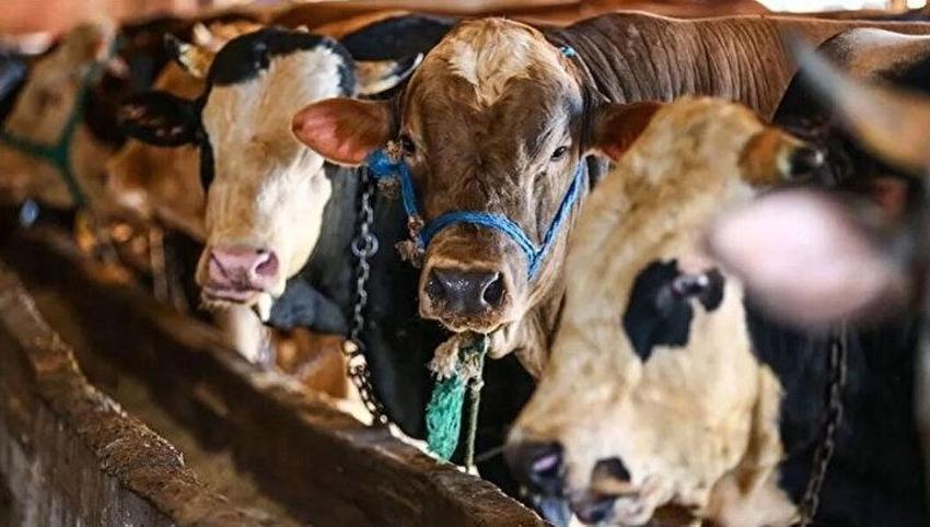 Kurban kesme şartları: Ailede kurbanı kim keser? Kurban bayramında karı koca kurban kesebilir mi?