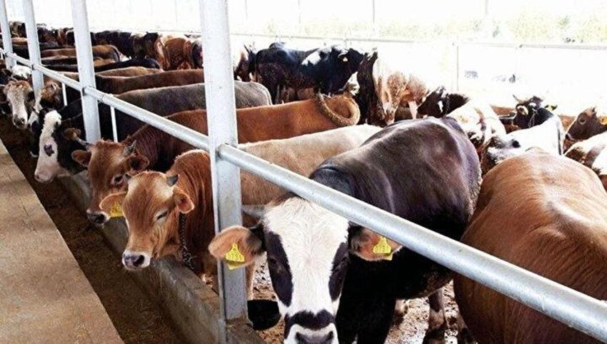 Kurban kesme şartları: Ailede kurbanı kim keser? Kurban bayramında karı koca kurban kesebilir mi?