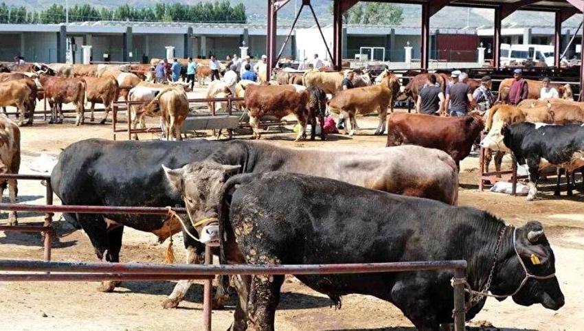 Kurban kesme şartları: Ailede kurbanı kim keser? Kurban bayramında karı koca kurban kesebilir mi?