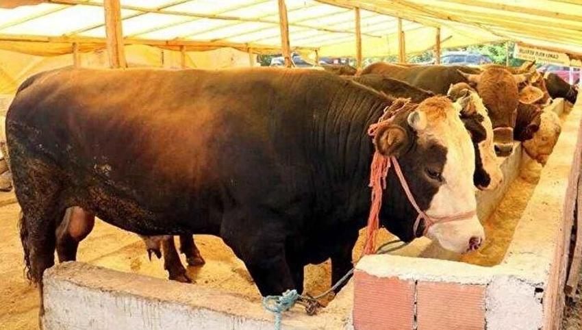 Özel sektör bayram tatili kaç gün 2024, kurban bayramı tatili özel sektörü kapsıyor mu? 9 günlük bayram tatili kimleri kapsıyor, özel sektör 9 gün tatil mi?
