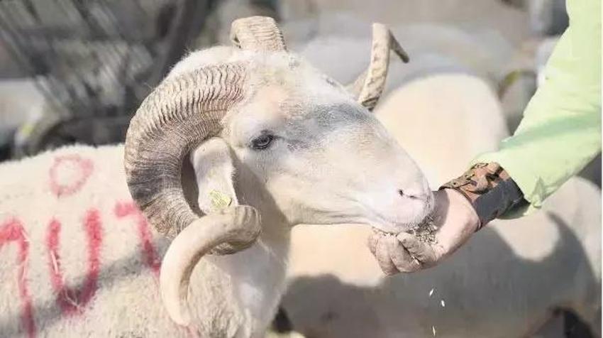 Kurban kesmek Kuran'da geçiyor mu? Kurban kesmek farz mı? Kurban hangi ayetlerde geçiyor?