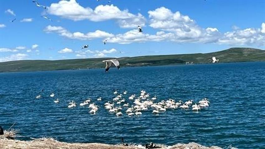Çıldır Gölü, kuş cennetine döndü! Hepsinin ayrı bölgesi var