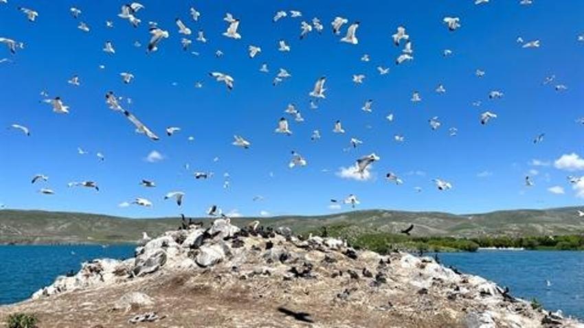 Çıldır Gölü, kuş cennetine döndü! Hepsinin ayrı bölgesi var