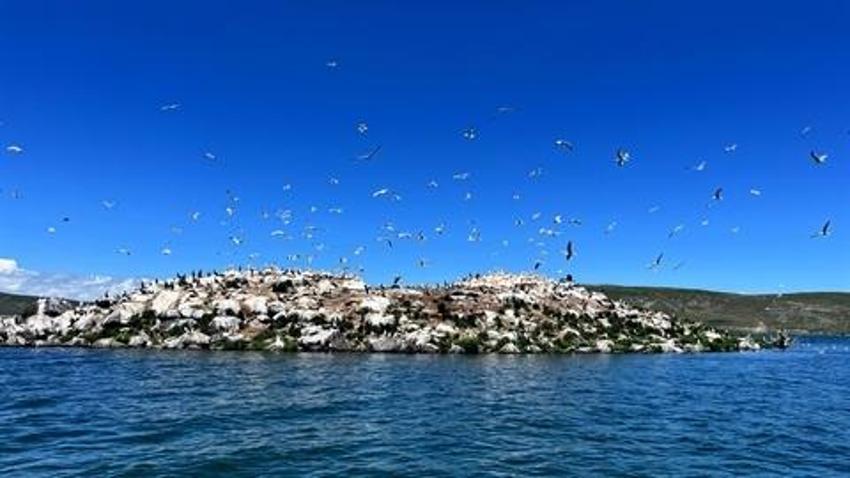 Çıldır Gölü, kuş cennetine döndü! Hepsinin ayrı bölgesi var