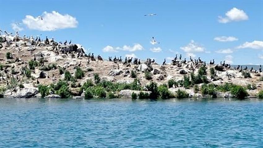 Çıldır Gölü, kuş cennetine döndü! Hepsinin ayrı bölgesi var