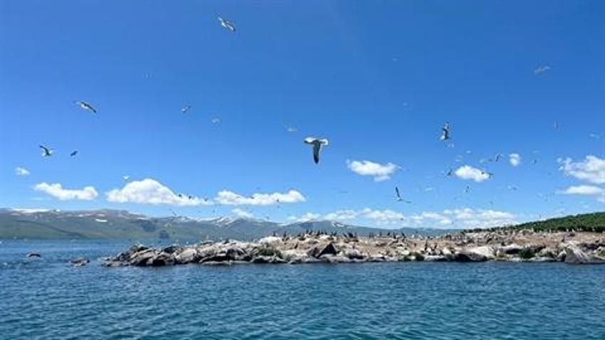 Çıldır Gölü, kuş cennetine döndü! Hepsinin ayrı bölgesi var
