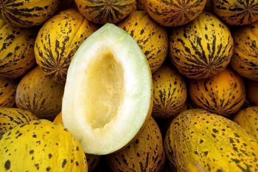Kavun seçmek için ilk bunu yapın; Manava markete bal gibi kavun seçmek için sormanız gereken tek soru var! Olgun kavun nasıl anlaşılır?