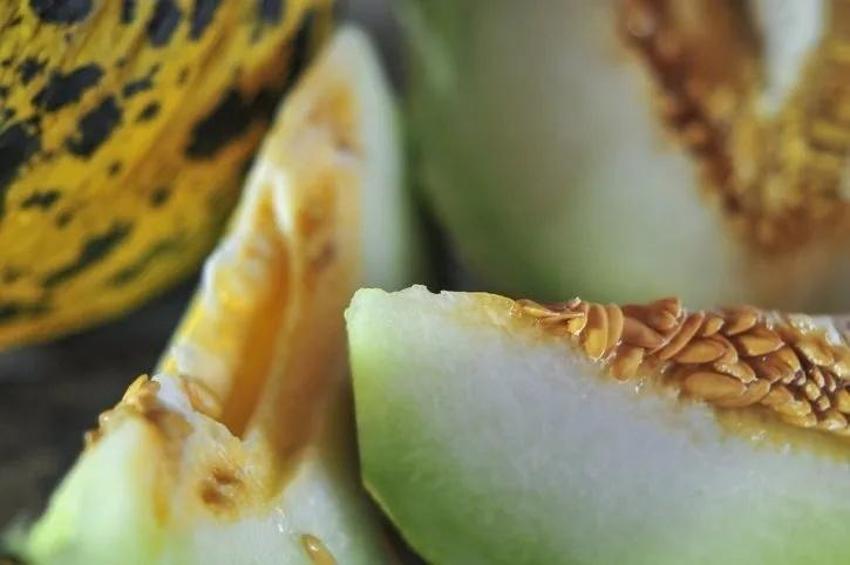 Kavun seçmek için ilk bunu yapın; Manava markete bal gibi kavun seçmek için sormanız gereken tek soru var! Olgun kavun nasıl anlaşılır?
