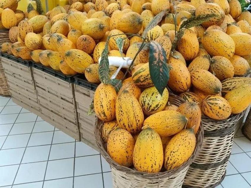 Kavun seçmek için ilk bunu yapın; Manava markete bal gibi kavun seçmek için sormanız gereken tek soru var! Olgun kavun nasıl anlaşılır?